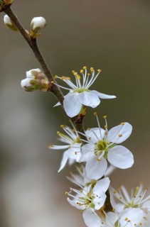 German acacia, hedthorn, Prunus spinosa, rosaceae, rose family, sour plum, sloe, blackthorn,