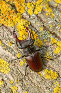 Thundergugi, firecracker, stag beetle, hornschröter, Lucanus cervus, Schröter, Beetle, Coleoptera,