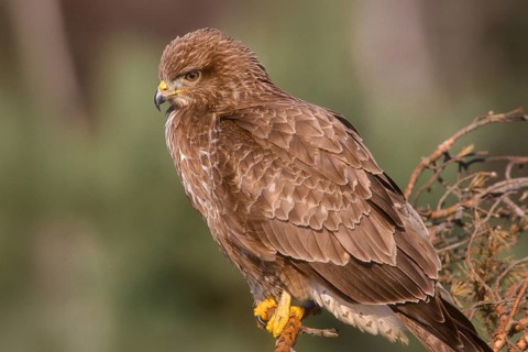 Accipitriformes, Buteo Buteo, Buzzard, Buzzard, Birds of Prey, Raptors, Birds