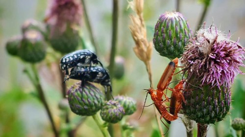 Close-up shots of various insects, including the mourning rose chafer (Oxythyrea funesta) and the