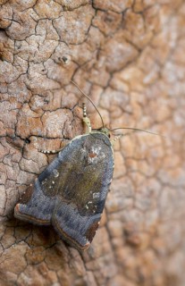 Species complex, ribbon owl, band owl spec., Noctua Janthe/Janthina, high size, portrait format,