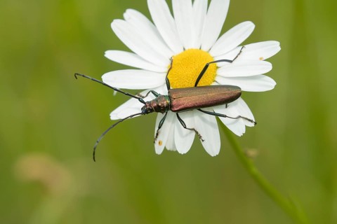 Musk beetle (Aromia moschata) adult insect on an Oxeye daisy flower in summer, Cambridgeshire,
