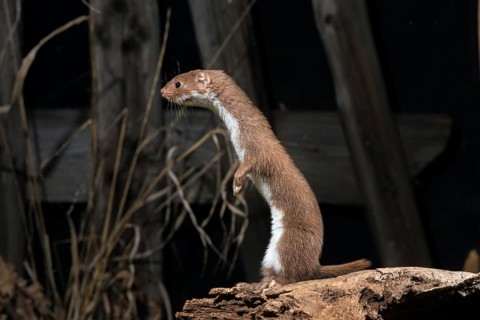 Carnivora, least weasel, mouse weasel, mustela nivalis, predators, mammals, raptors, mammals