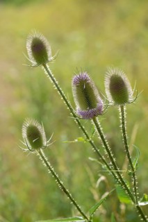 Dipsacaceae, Dipsacus Fullonum, Dipsacus Fullonus, Dipsacus Sylvestris, Card, Wild Card, Flora,