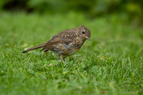 European robin (Erithacus rubecula) juvenile garden bird on a grass lawn in summer, England, United