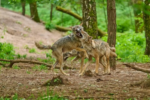 Dynamic interaction between two wolves in the forest, summer, wolf (Canis lupus), Germany