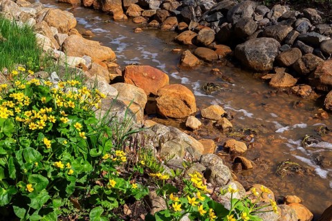 Caltha palustris - Marsh Marigold on edge of man made shallow stream with rocks rusted from flowing