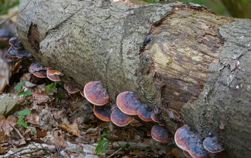 Spruce porling, fomes marginatus, fomitopsis pinicola, pine porling, red-banded polypore,
