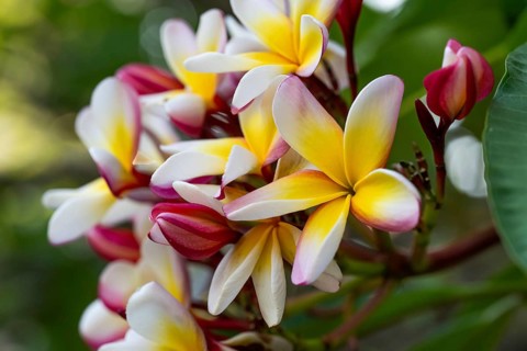 Frangipani blossoms, wax flower, Flor de Cebo or temple tree (Plumeria), Palermo Botanical Garden