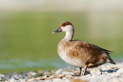 Red-crested Pochard (Netta rufina), female standing on the shore, Lake Constance,