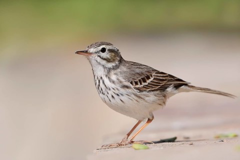 Canary Island Pipit (Anthus berthelotii), Fuerteventura, Canary Islands, Spain