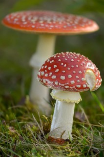 Amanita muscaria, toadstool, red toadstool, bullets, fly agaric, fly amanita, fungi, fungus, high