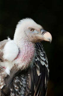 Barred vulture (Gyps rueppelli), portrait, captive, occurrence in Africa