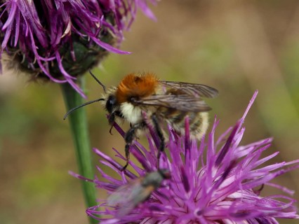 Close-up of a meadow bumblebee (Bombus pascuorum) perched on a purple flower, Goms, Canton of