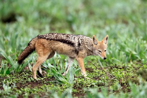 Black-backed jackal (Lupulella mesomelas), adult, stalking, alert, foraging, Kruger National Park,