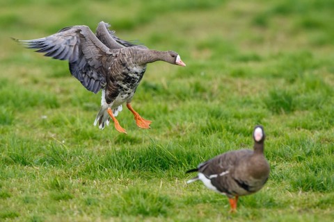 Greater White-fronted Goose (Anser albifrons) flying, North Rhine-Westphalia, Germany