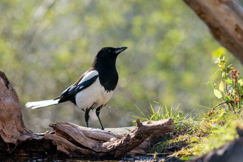 Magpie, pica pica, birds, corvidae family of birds, passeri, corvids, songbirds, songbirds, birds