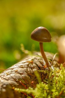 Spruce cone helmet, mycena plumipes, mycena strobilicola, cone helmet, fungi, fungus, high size,