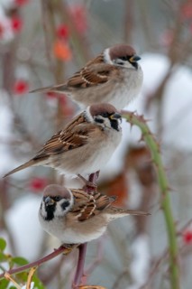 Tree sparrow, dog rose, Passer Montanus, Rosa Canina, rosaceae, rose family, sparrow, tree sparrow,