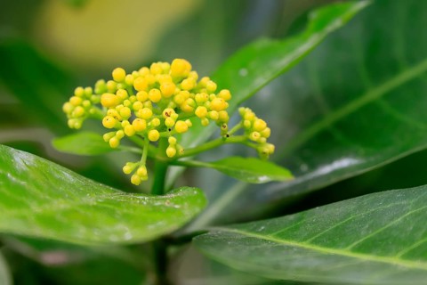 Psychotria capensis, Cape Rowan berry, flowering, shrub, Kirstenbosch Botanic Garden, Cape Town,