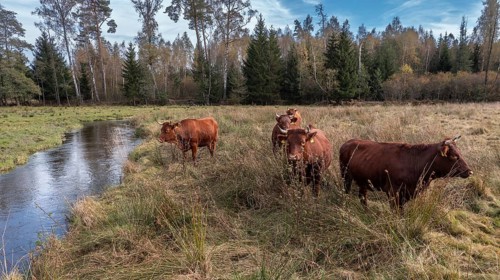 Artiodactyla, Bavaria, Bos Taurus sspec.5, cattle, even-toed ungulate, Höhenvieh, Upper Palatinate,