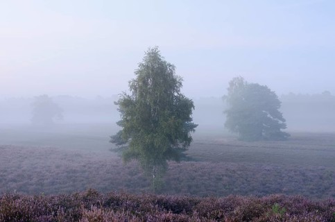 Silver birch (Betula pendula) in a flowering heathland landscape at dawn, Westruper Heide, North