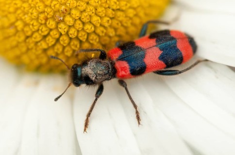 Bee beetle, bee wolf, common bee beetle, immense beetle, immense wolf, trichodes apiarius, beetle,