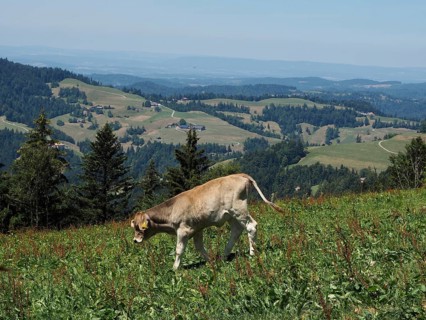Calf grazing on green meadow with view of mountainous landscape and clear sky, Hüttchopf, Tösstal,