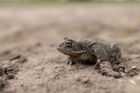A toad crawls across the earthen ground, revealing the vivid details of its skin, natterjack toad