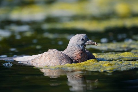 Wood Pigeon (Columba palumbus), a young bird swimming in a pond, North Rhine-Westphalia, Germany