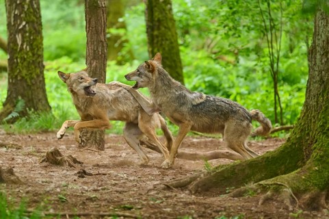 Wolves in the forest interacting with one another in dynamic action, summer, wolf (Canis lupus),