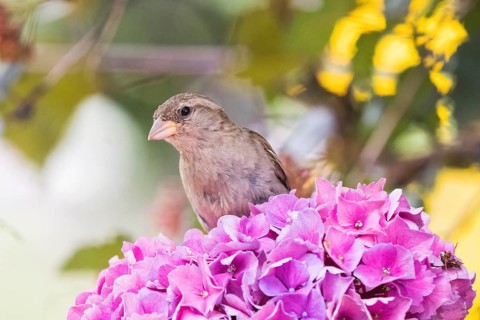 A house sparrow (Passer domesticus) perches on a pink hydrangea flower head, surrounded by a