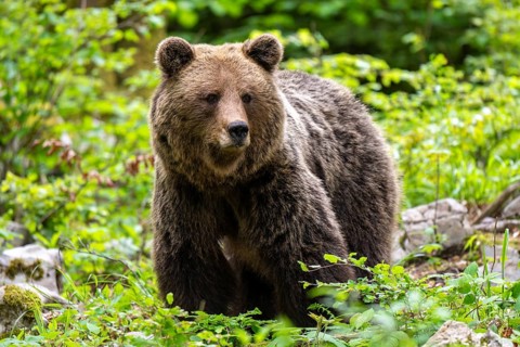 European brown bear (Ursus arctos arctos), in the forest, Dolenjska region, Slovenia