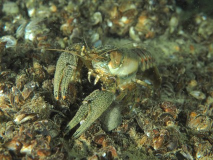 An American crayfish (Faxonius limosus), an invasive species, on numerous quagga mussels (Dreissena