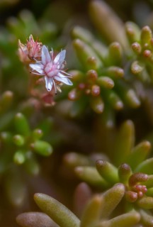 Crassulaceae, thick-leaf family, stonecrop, sedum album, white stonecrop, flora, high size,