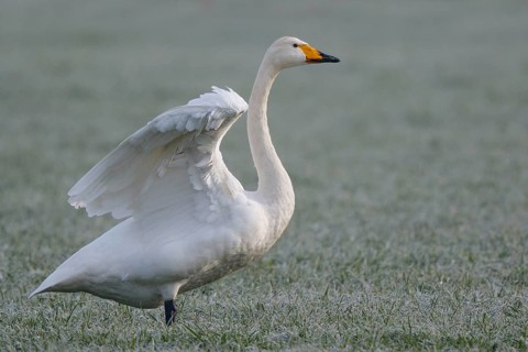 Whooper Swan (Cygnus cygnus) flapping wings, North Rhine-Westphalia, Germany