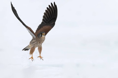 Kestrel (Falco tinnunculus) in the snow, Bitburg, Rhineland-Palatinate, Germany