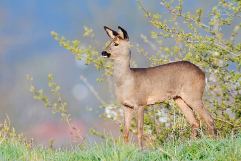 European roe deer (Capreolus capreolus), doe in spring, North Rhine-Westphalia, Germany