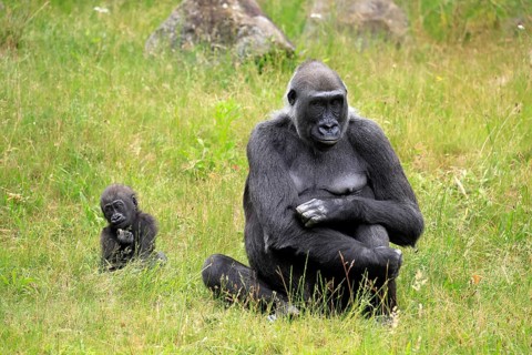Western gorilla (Gorilla gorilla), adult, female, mother, young, sitting, eating, meadow