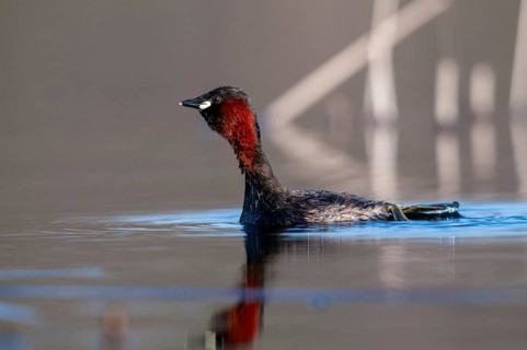 Littele grebe, tachybaptus ruficollis, little grebe, courtship behavior, birds, call, courtship