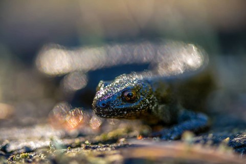 Brandenburg, Germany, Great Crested Newt, crested newt, Nabu, Nabu project, national natural