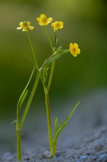 Burning buttercup, lesser spearwort, ranunculus flammula, banewort, flora, greater creeping