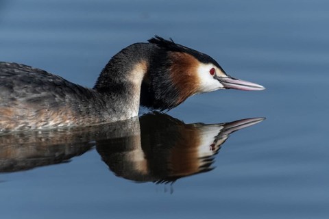 Great Crested Grebe (Podiceps cristatus), Emsland, Lower Saxony, Germany