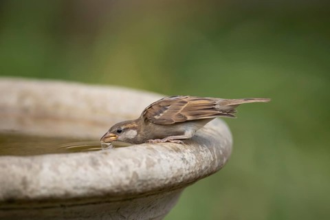 House sparrow (Passer domesticus) adult female bird drinking water from a garden bird bath in