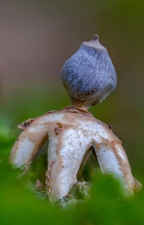 Earth star, geastrum quadrifidum, small nest star, nest star, old, four-footed earthstar, fungi,
