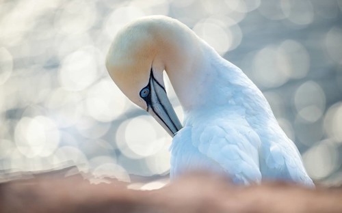Northern Gannet (Morus bassanus) (synonym: Sula bassana) preening its plumage in a relaxed manner,