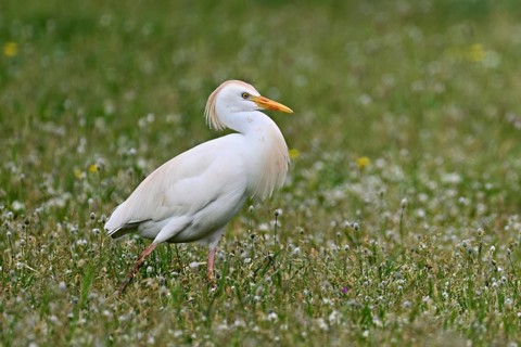 Cattle egret (Bubulcus ibis), foraging in a meadow, Camargue, southern France, France