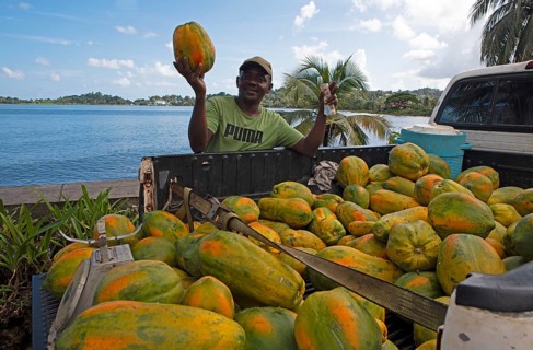 Jamaican man, 57 years old, selling papayas from the back of his pickup truck, Port Antonio,
