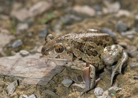 Common spadefoot, garlic toad, pelobates fuscus, amphibians, amphibians, ffh, toads, amphibians,