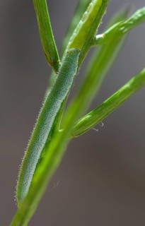 Anthocharis cardamines, aurora trap, orange tip, butterfly, camouflage, high size, portrait,